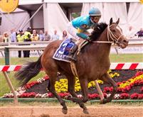 debt ceiling horse
